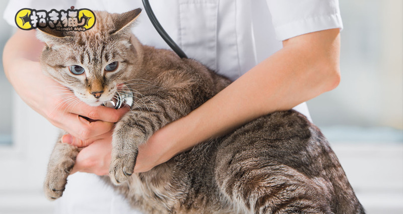 vì sao phải triệt sản cho mèo vì sao phải triệt sản cho mèo