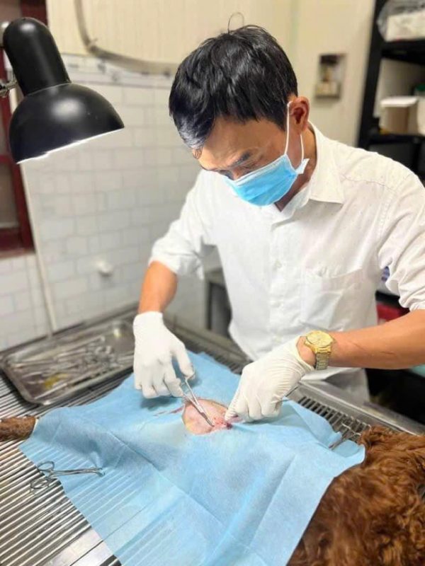 Bác sĩ tại DDVET – Phòng Khám Thú Y Dũng đang chăm sóc thú cưng tại Thuận An, Bình Dương