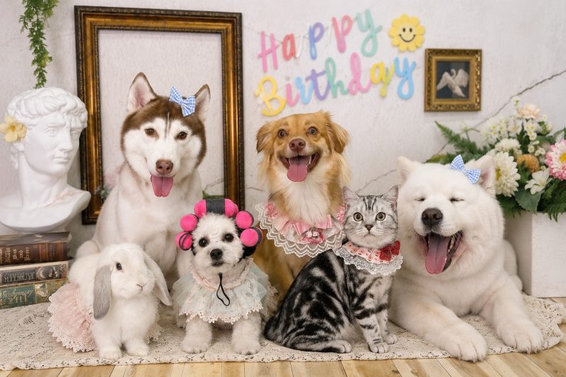 Pet store Phú Nhuận dành cho người nuôi chó mèo tại Nhà Phô Mai
