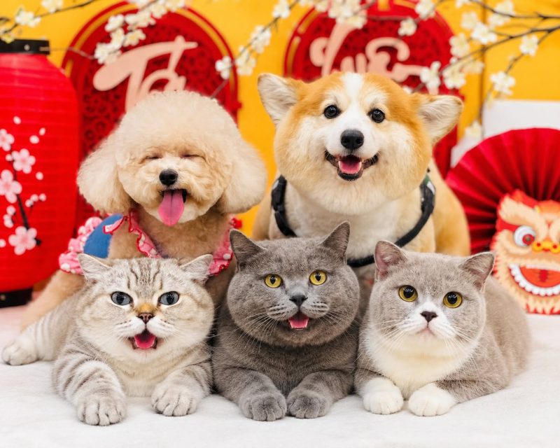 Thú cưng tại Zuli - Pet Salon & Store, pet shop và salon chăm sóc chó mèo tại quận Tân Bình, TP.HCM.